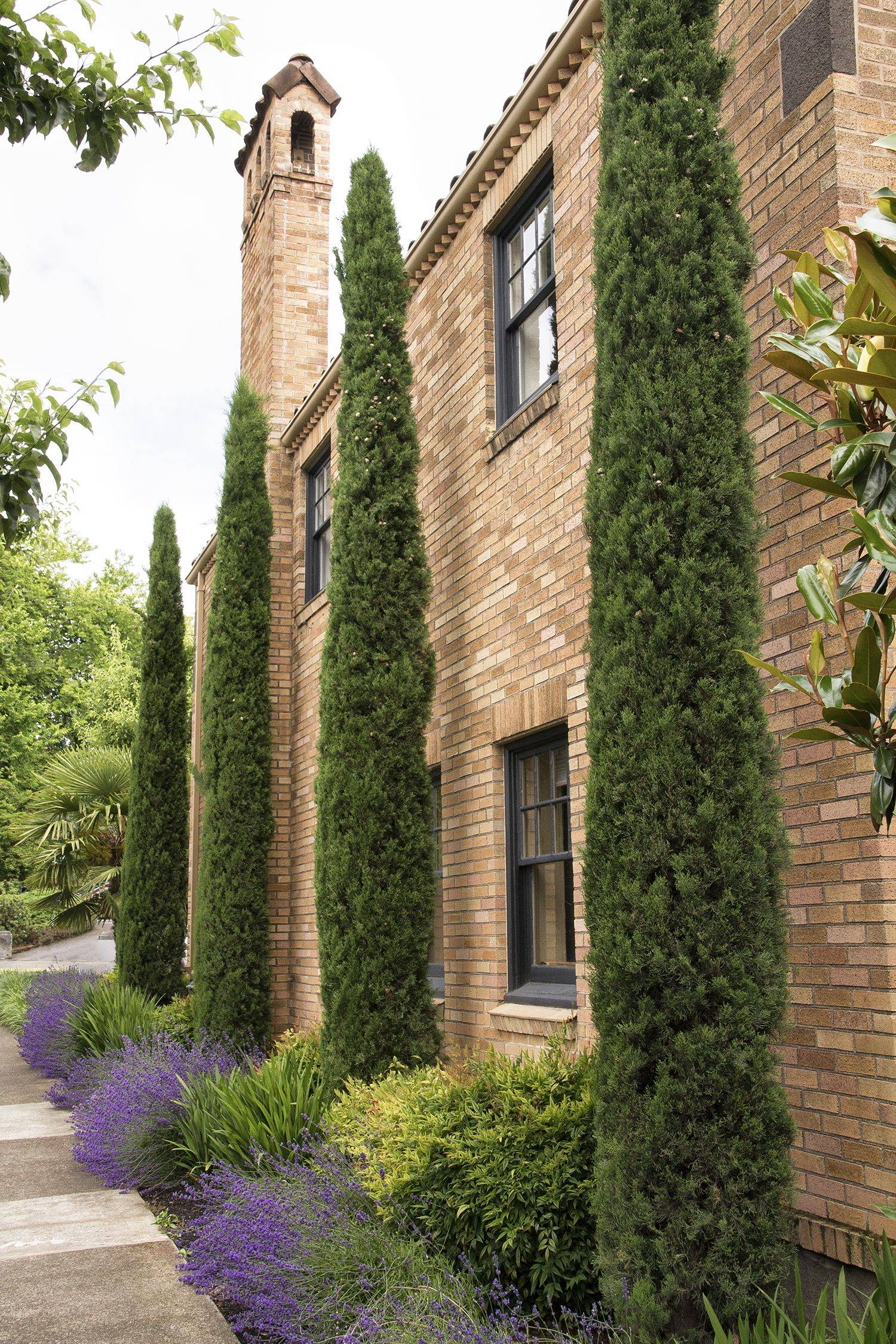 The Wall Italian Cypress