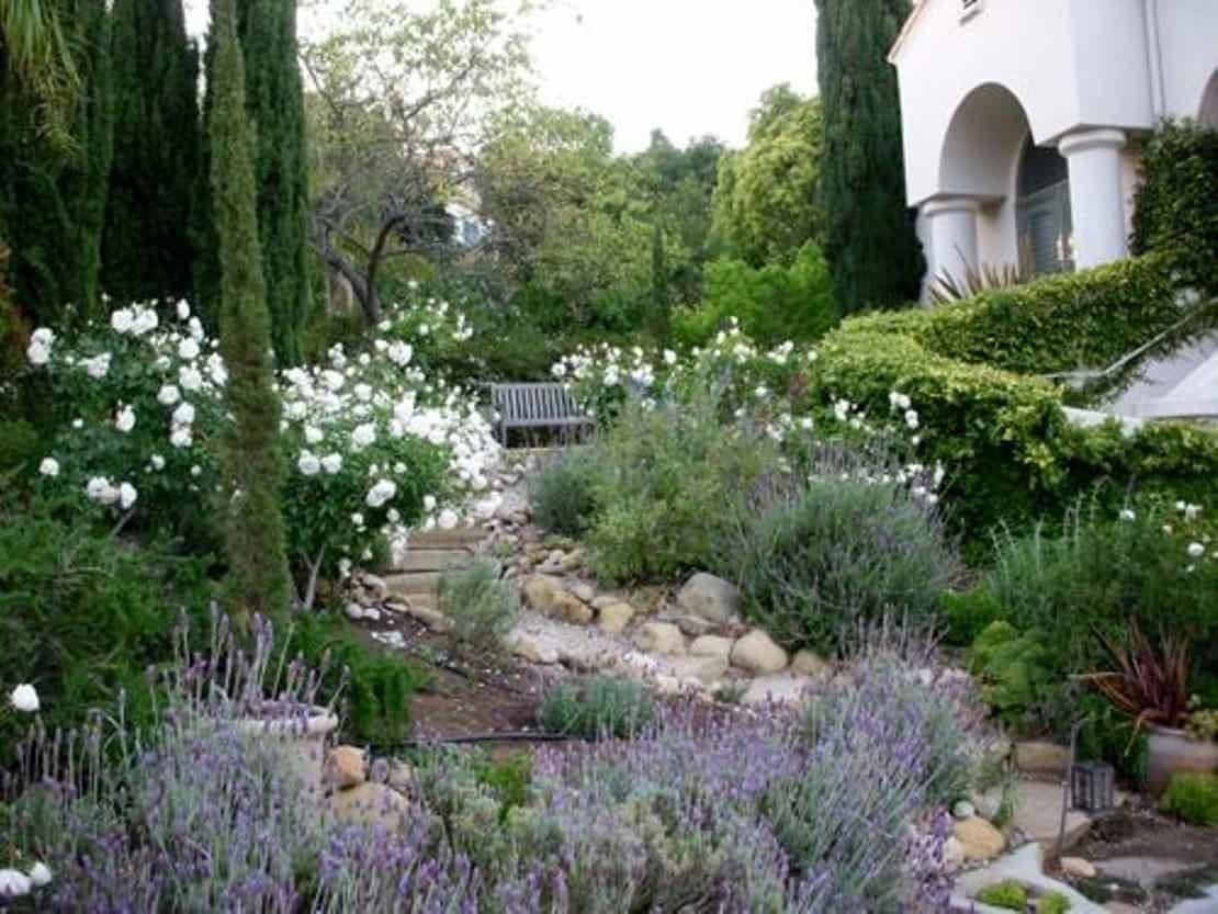 Italian Cypress Trees