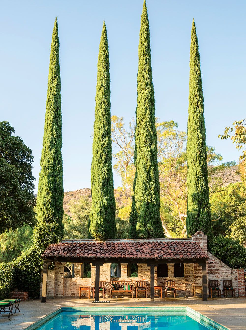 Italian Cypress Trees