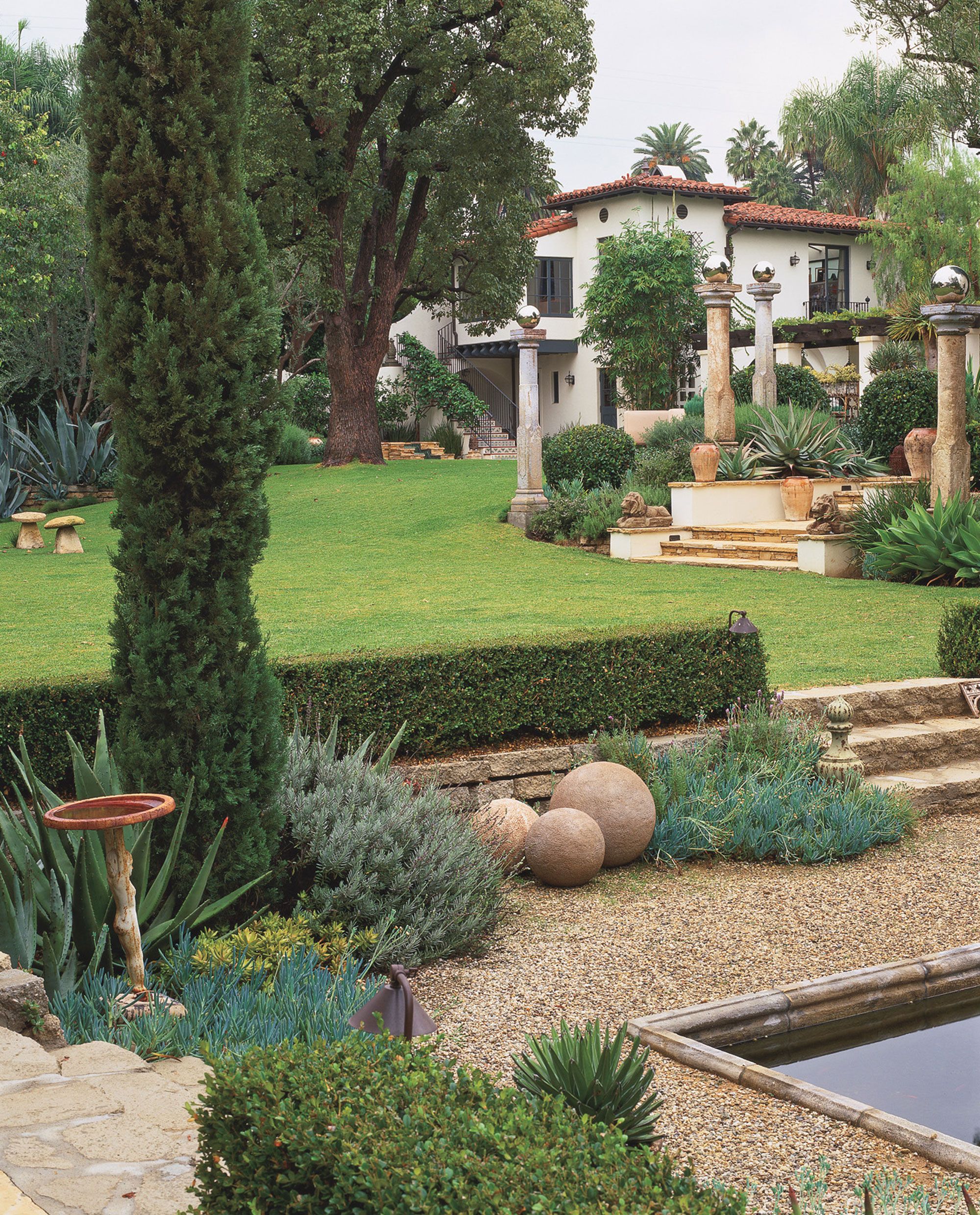 Italian Cypress Trees