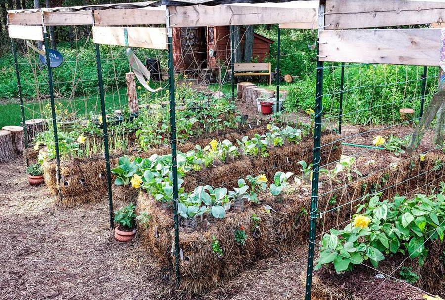 Straw Bale Gardening