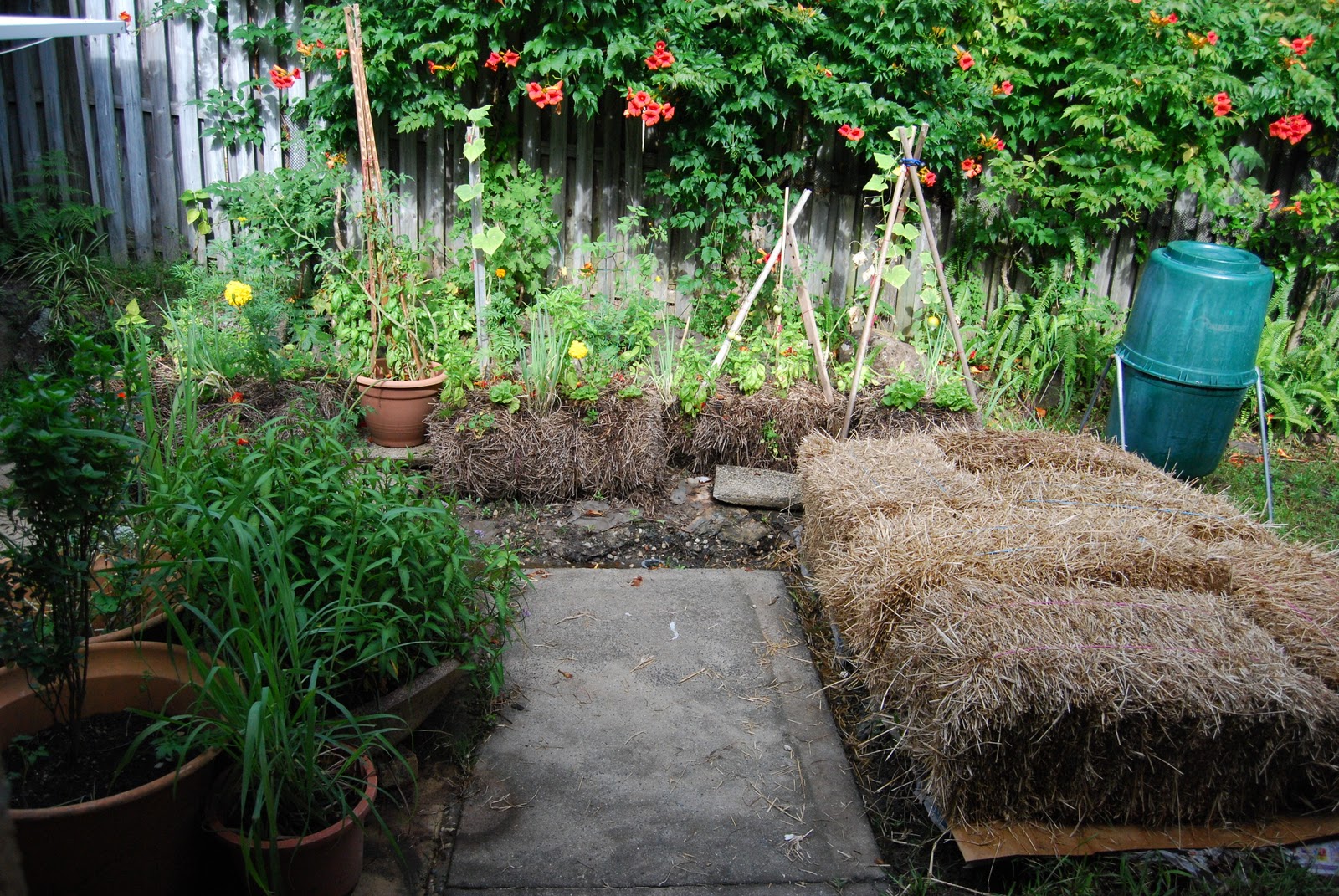 A Straw Bale Garden