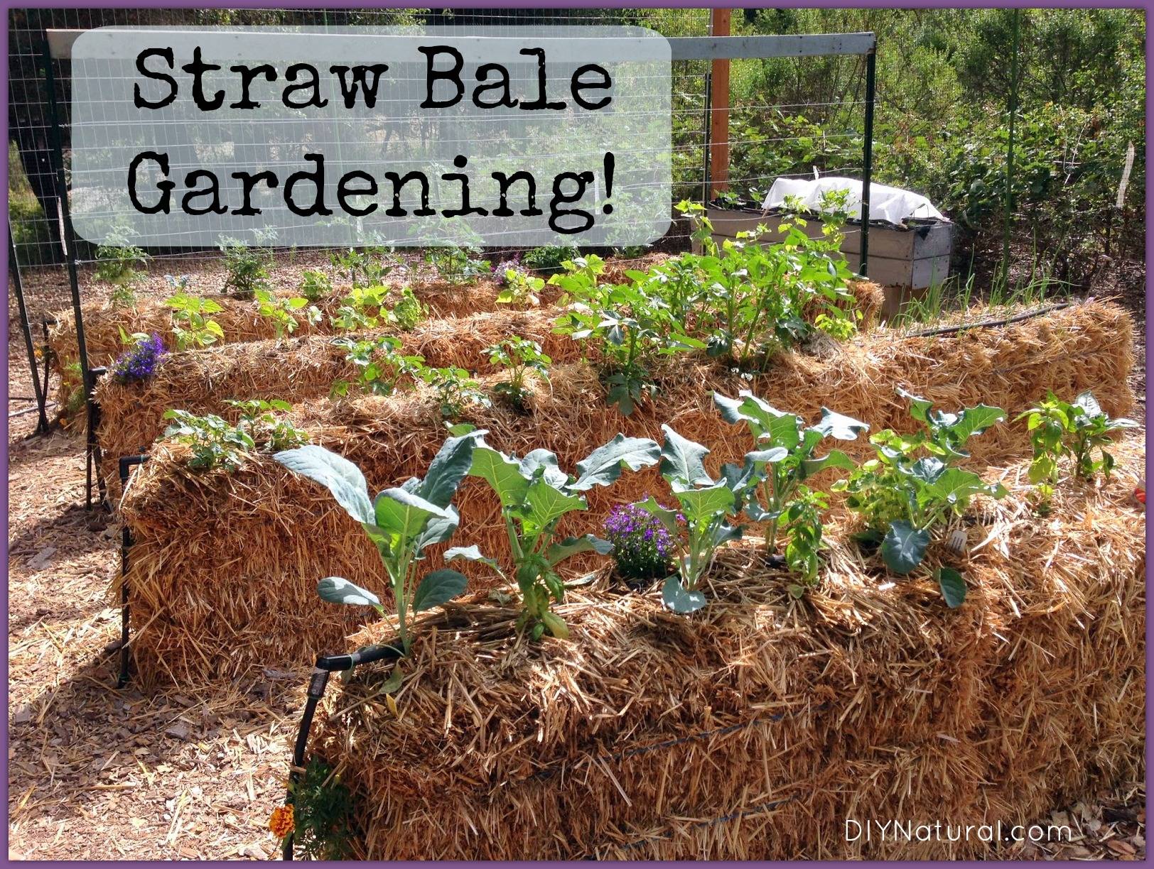 Straw Bale Garden Garden Tips