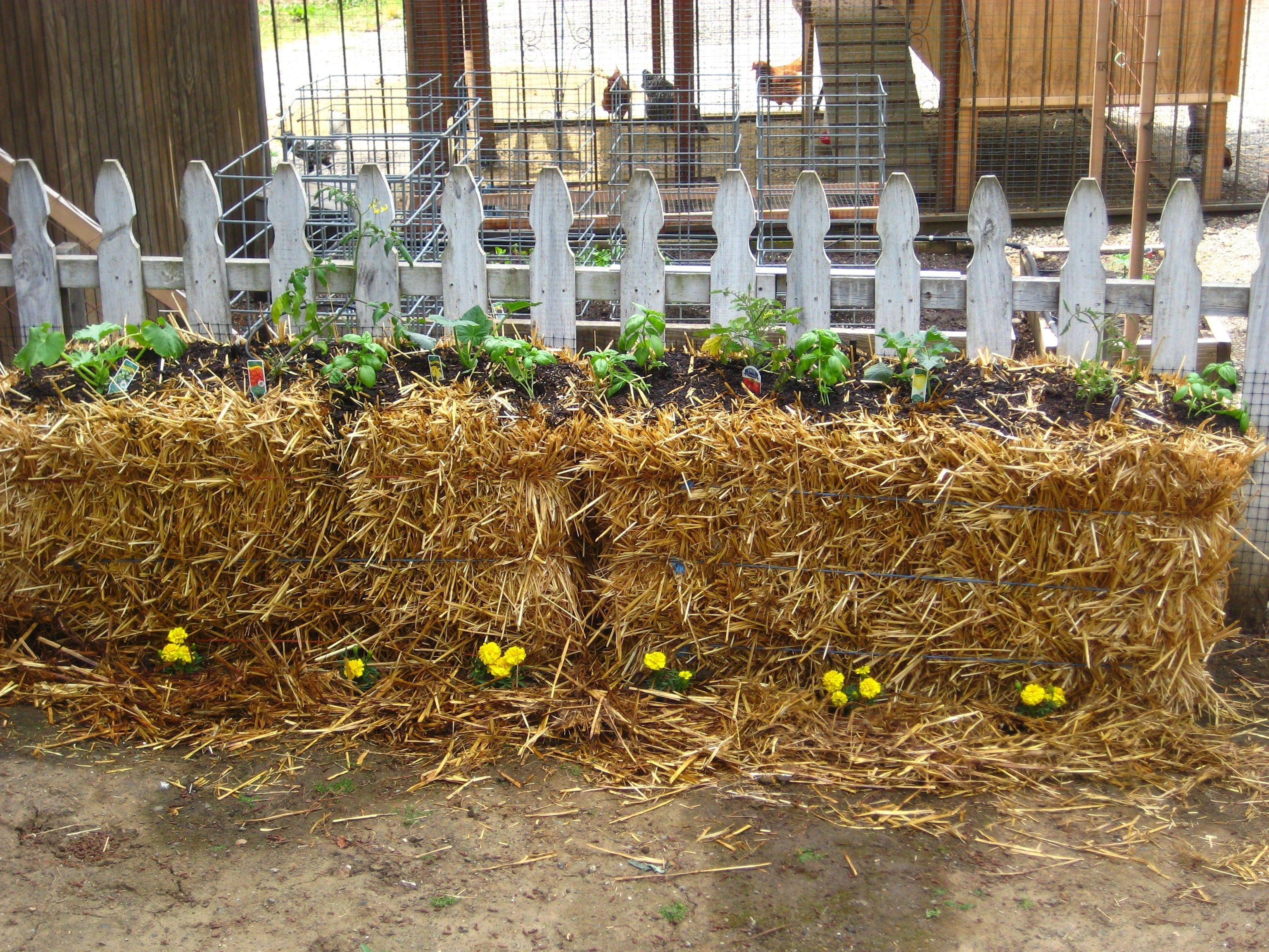 Straw Bale Gardening