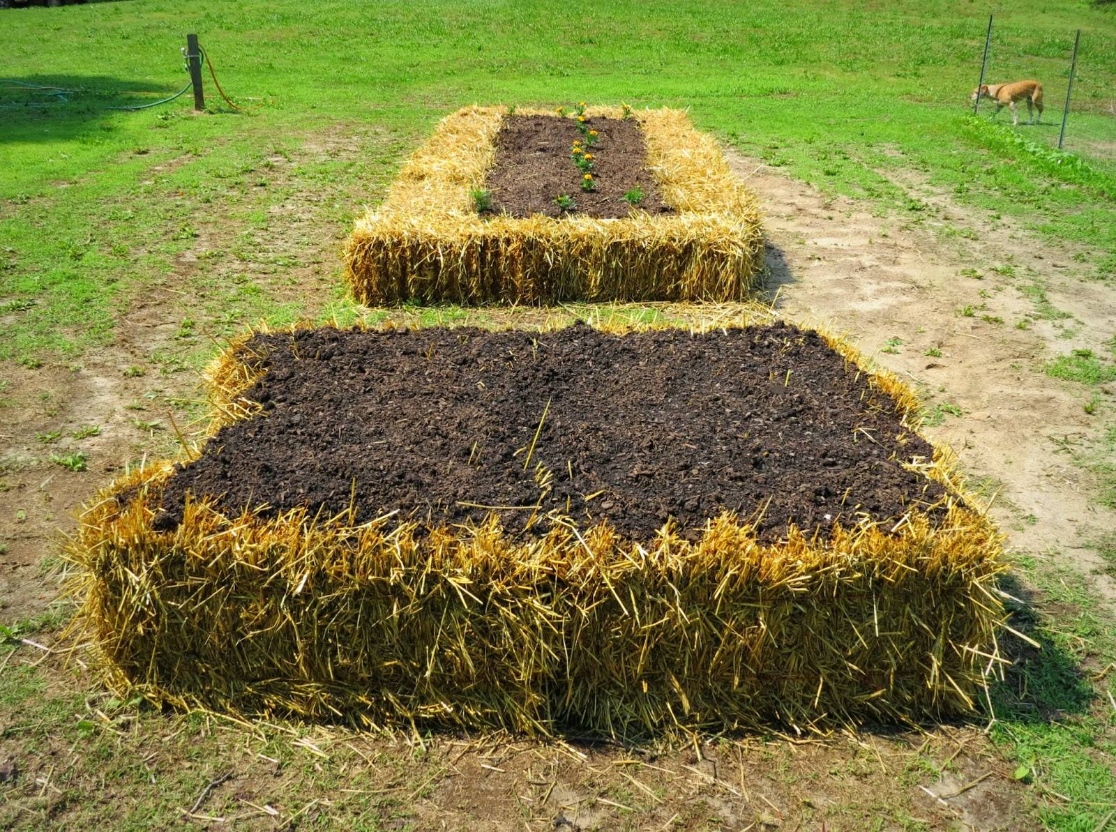 Straw Bale Gardening