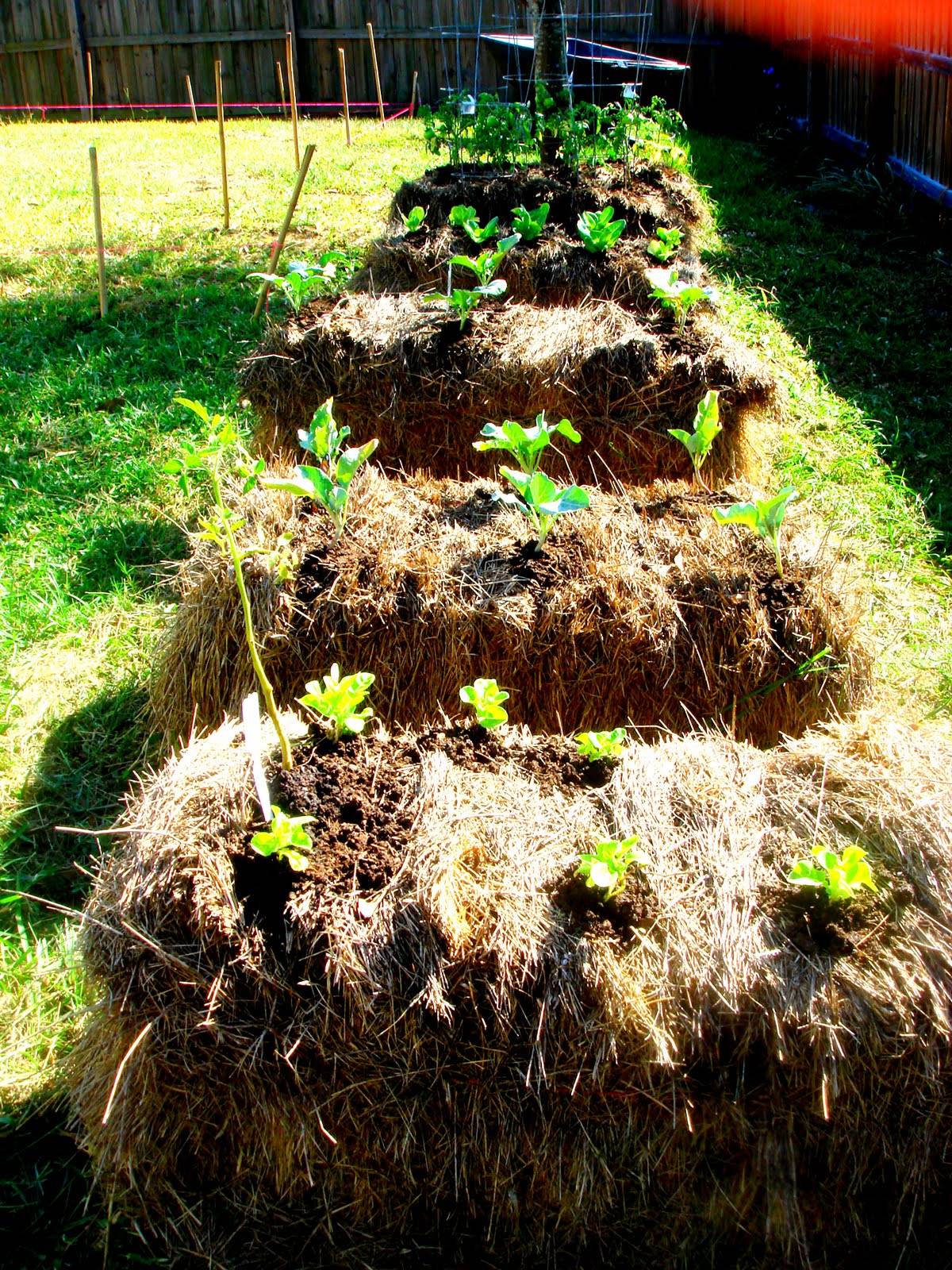 Strawbalegarden Straw Bale Gardening