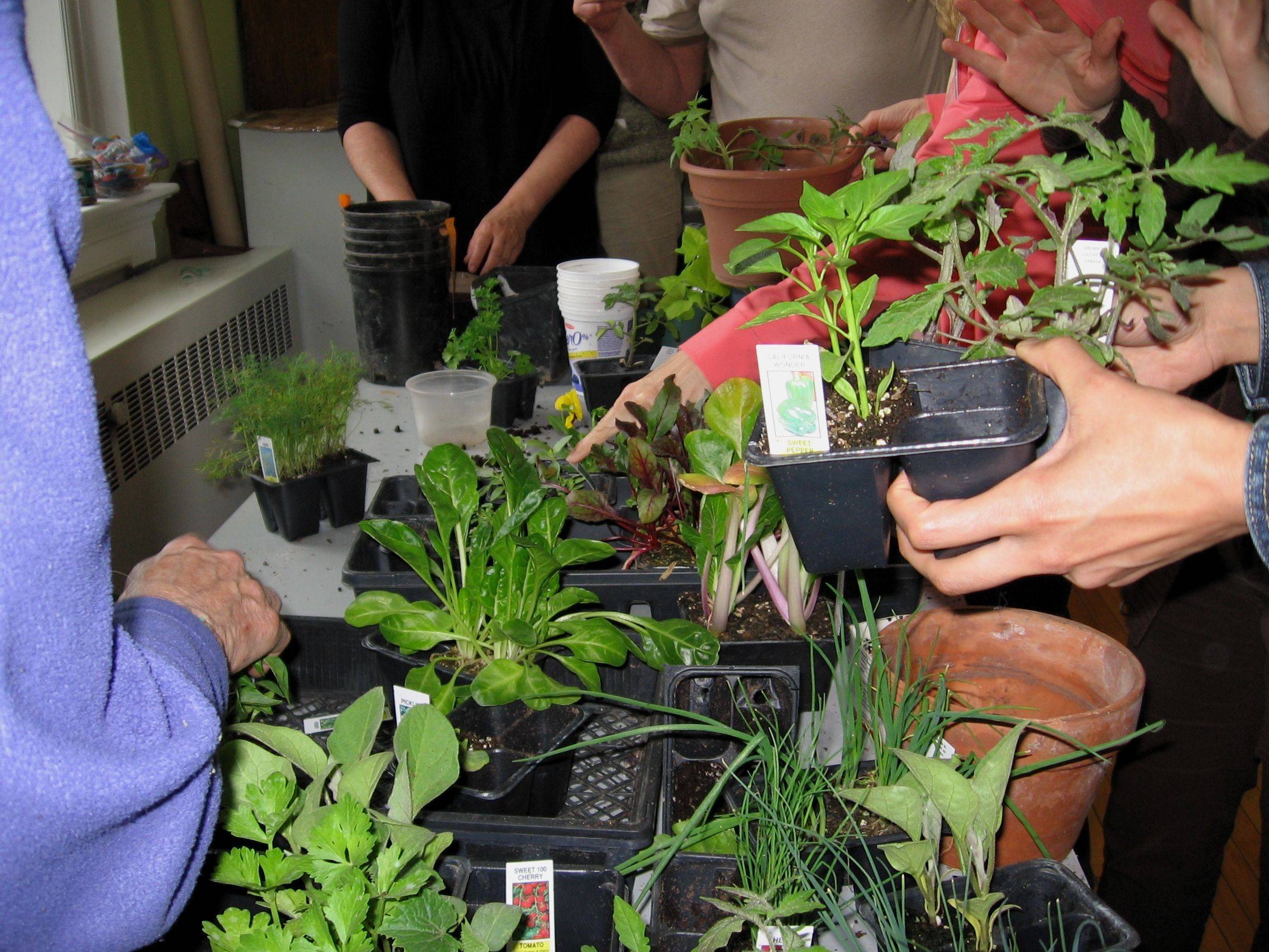 Your Fall Garden Sage