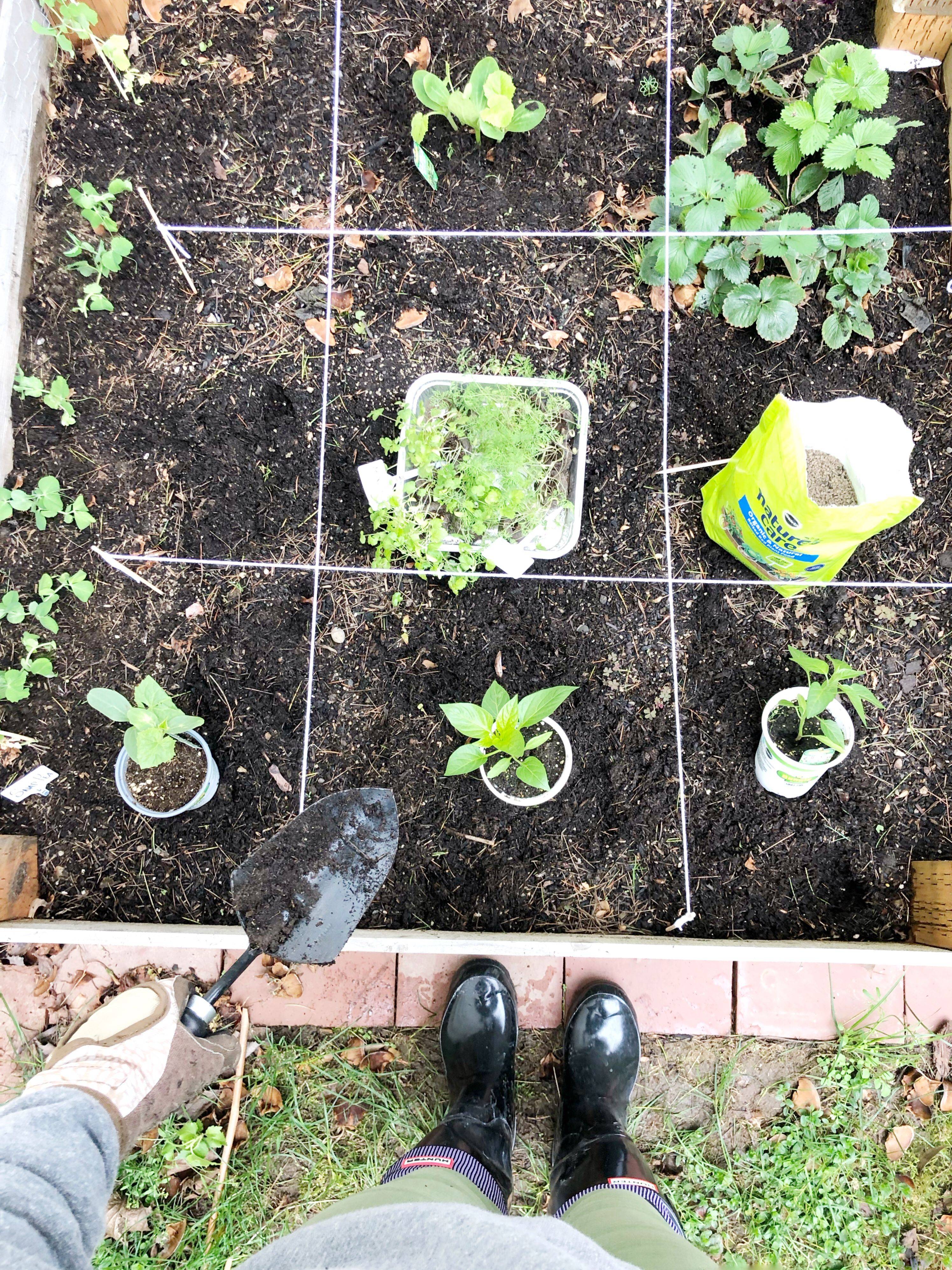 Vegetable Gardening For Beginners Guide Plant Instructions