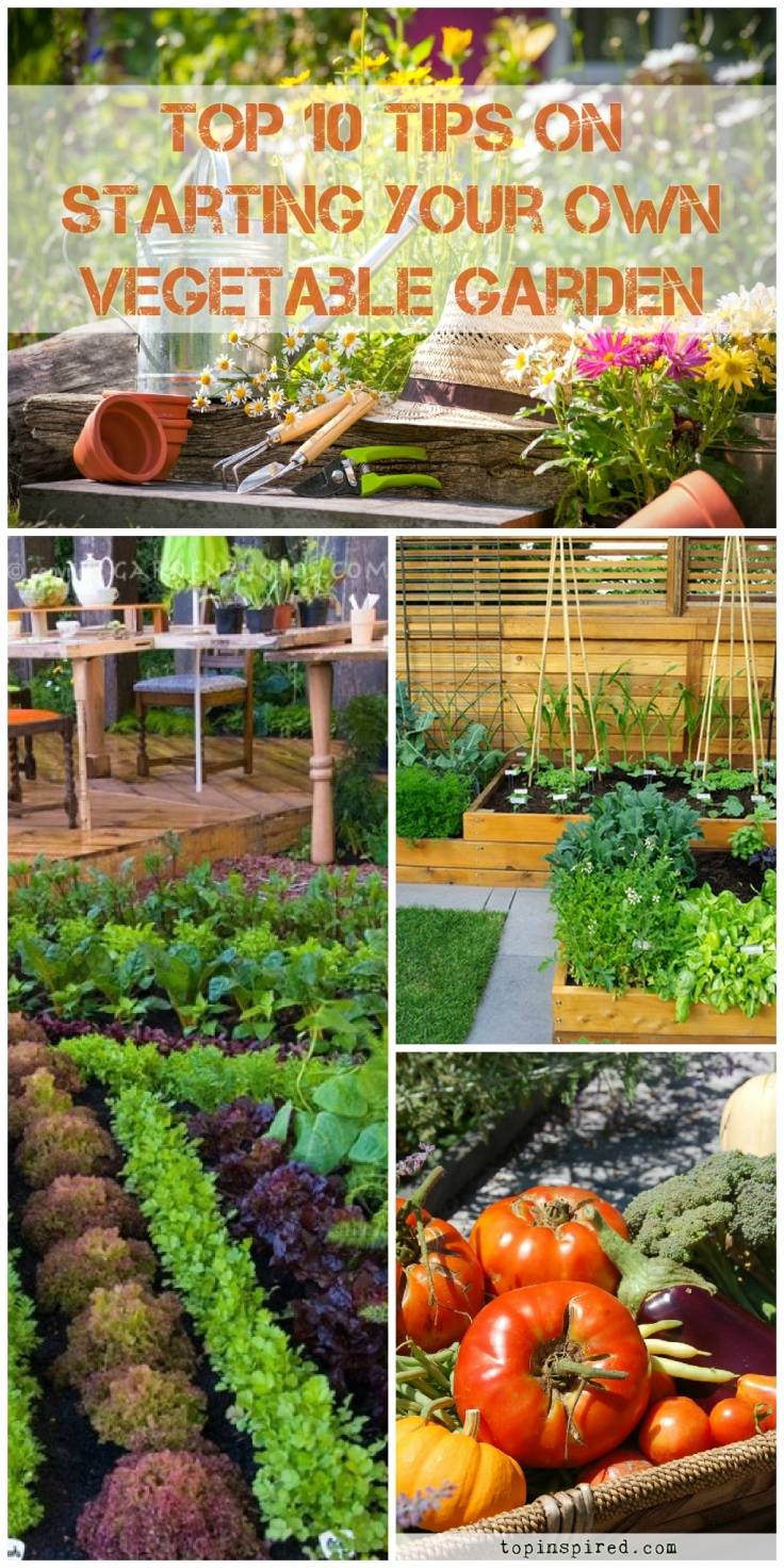 A Beginner Vegetable Garden
