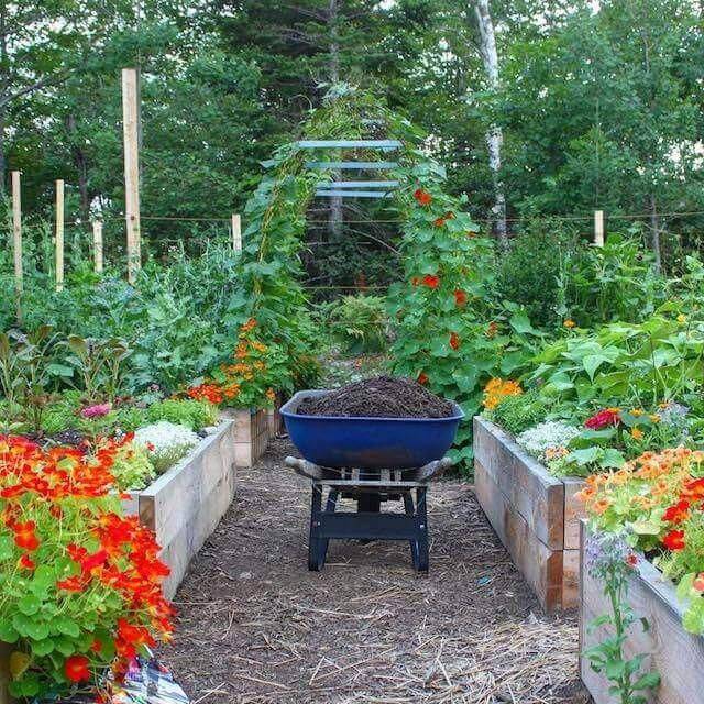A Beginner Vegetable Garden