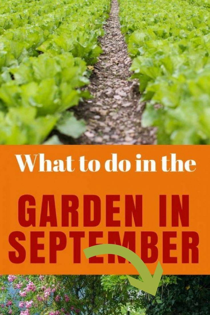 Gardening Enthusiasts