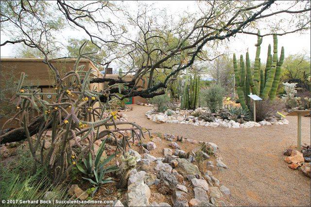 Tucson Botanical