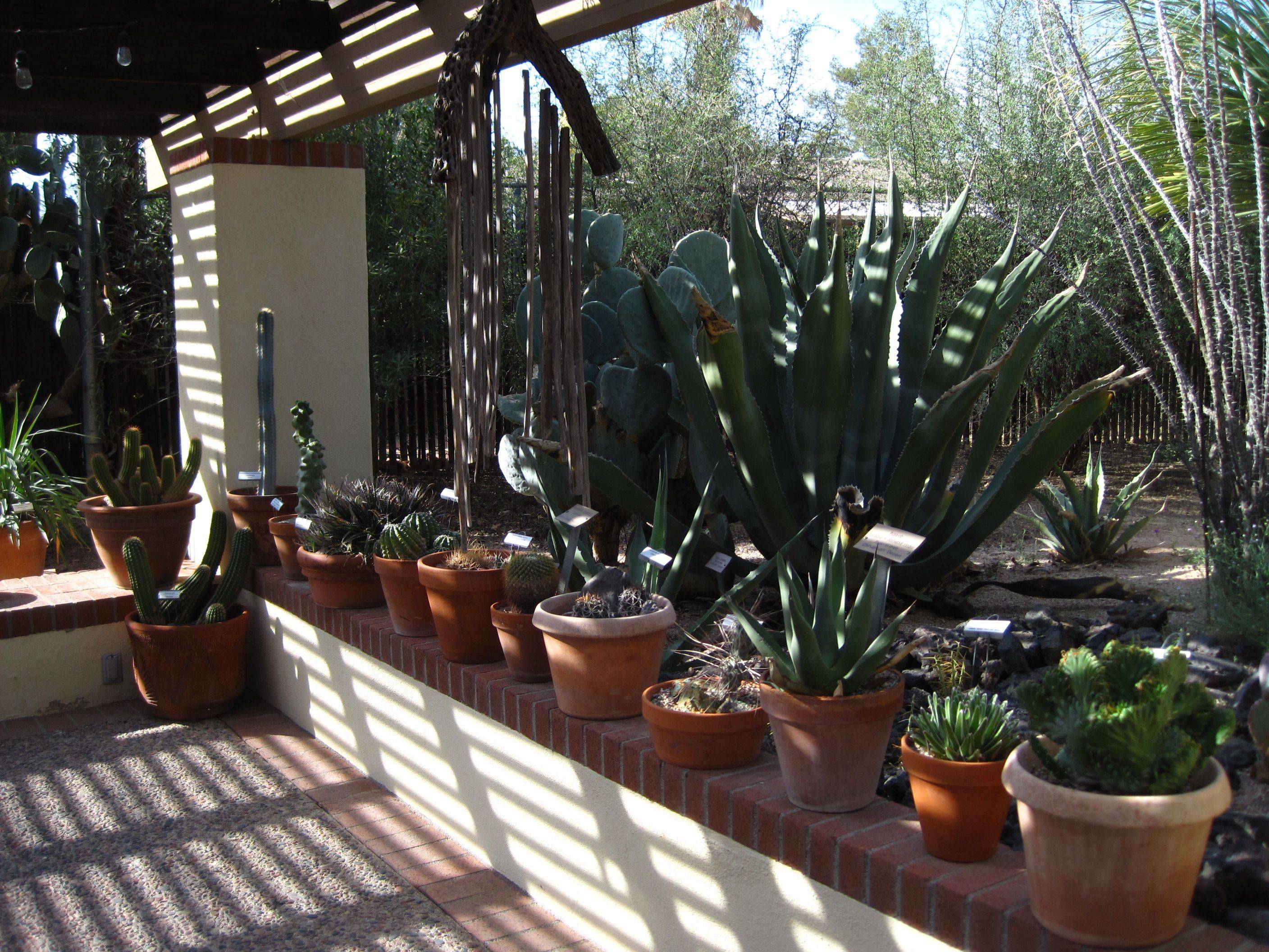 21 Tucson Botanical Garden Ideas Worth to Check SharonSable