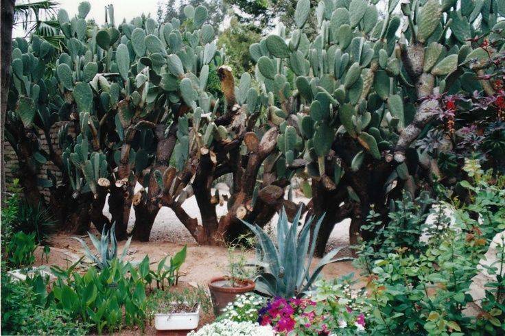 Tucson Botanical Gardens Coupon
