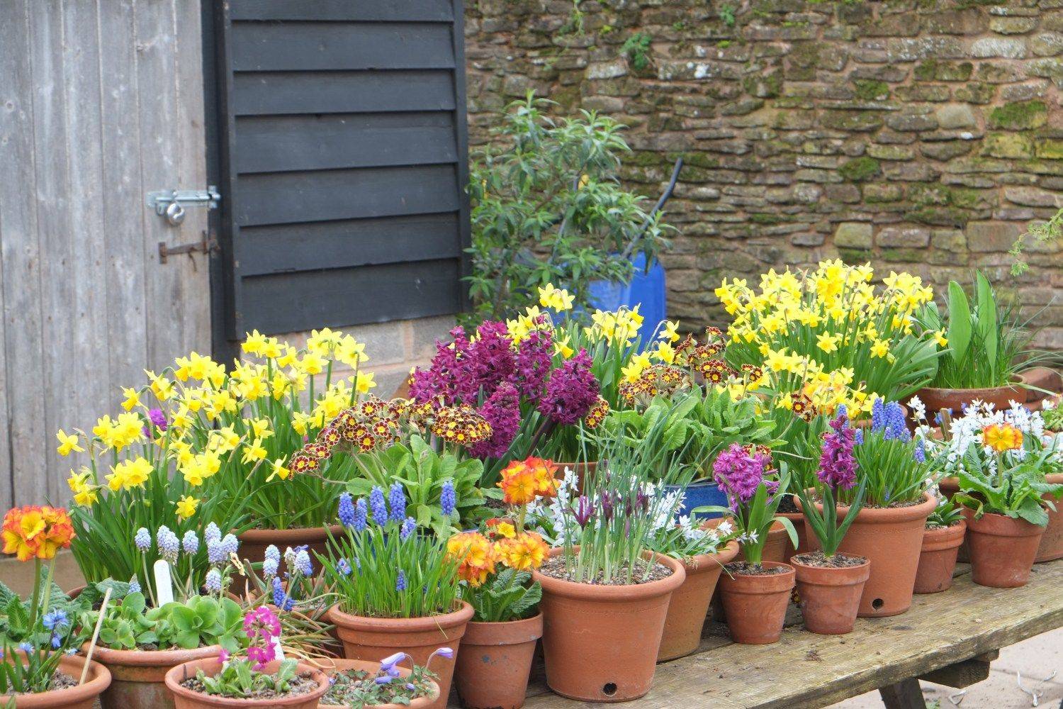 21 Monty Don Gardening Ideas To Consider SharonSable
