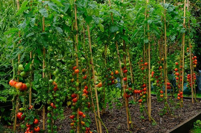 Twitter Garden Design