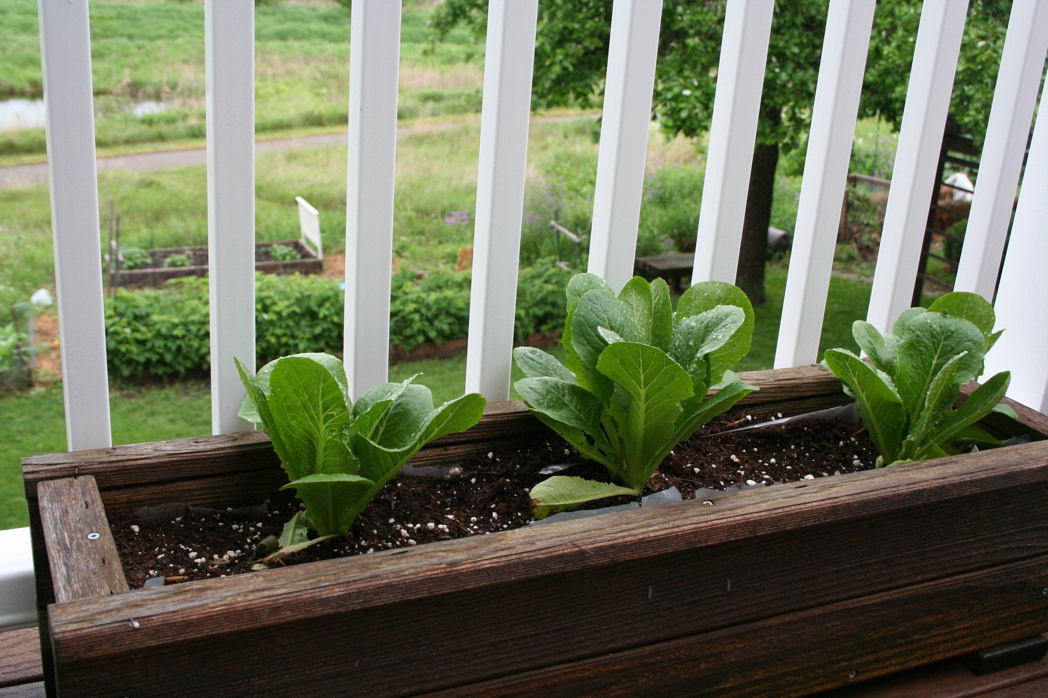 Container Gardening