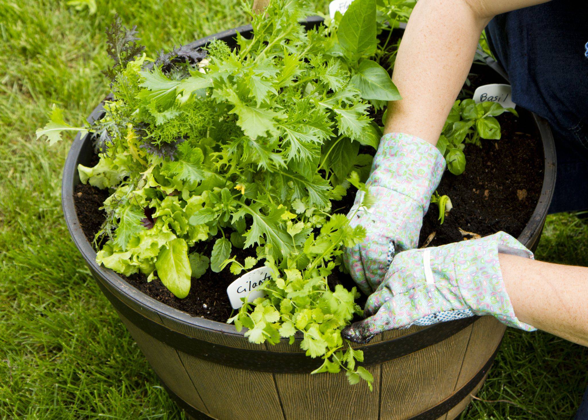 Your Container Vegetable Garden