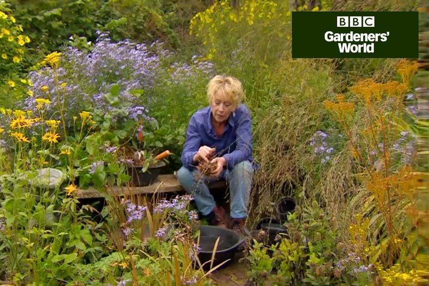 How To Plant In Waves How To Plant Plants Growing Plants