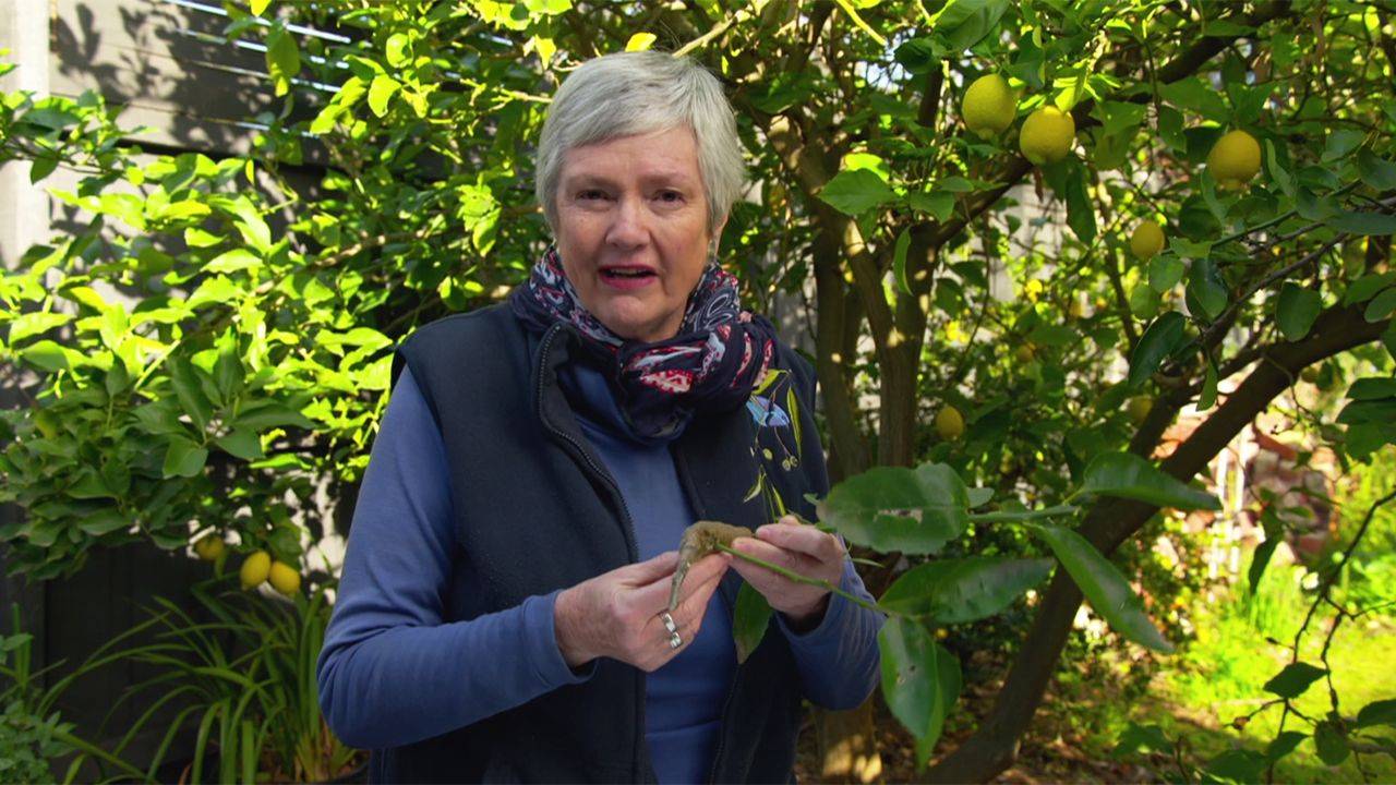 Gardeners World Episode Video Dailymotion