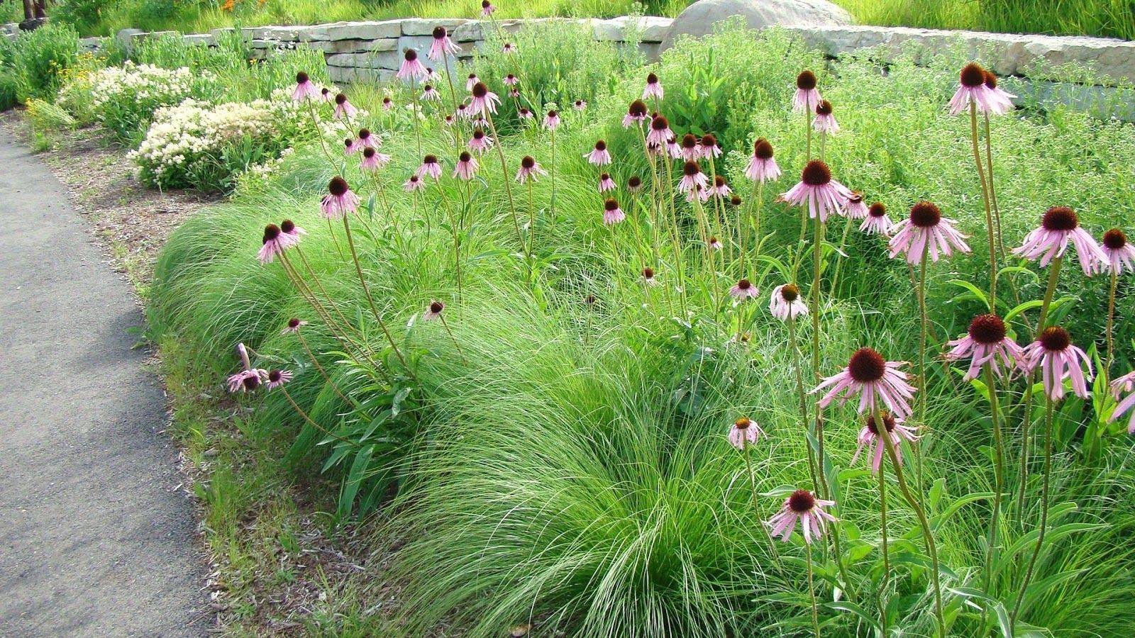 20 North Facing Perennial Garden Plants Ideas To Consider SharonSable