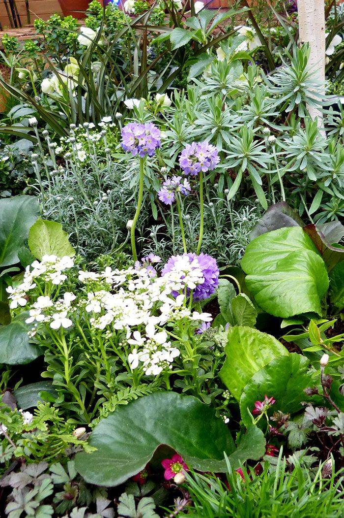 East Facing Border September Perennial Garden Perennials Plants