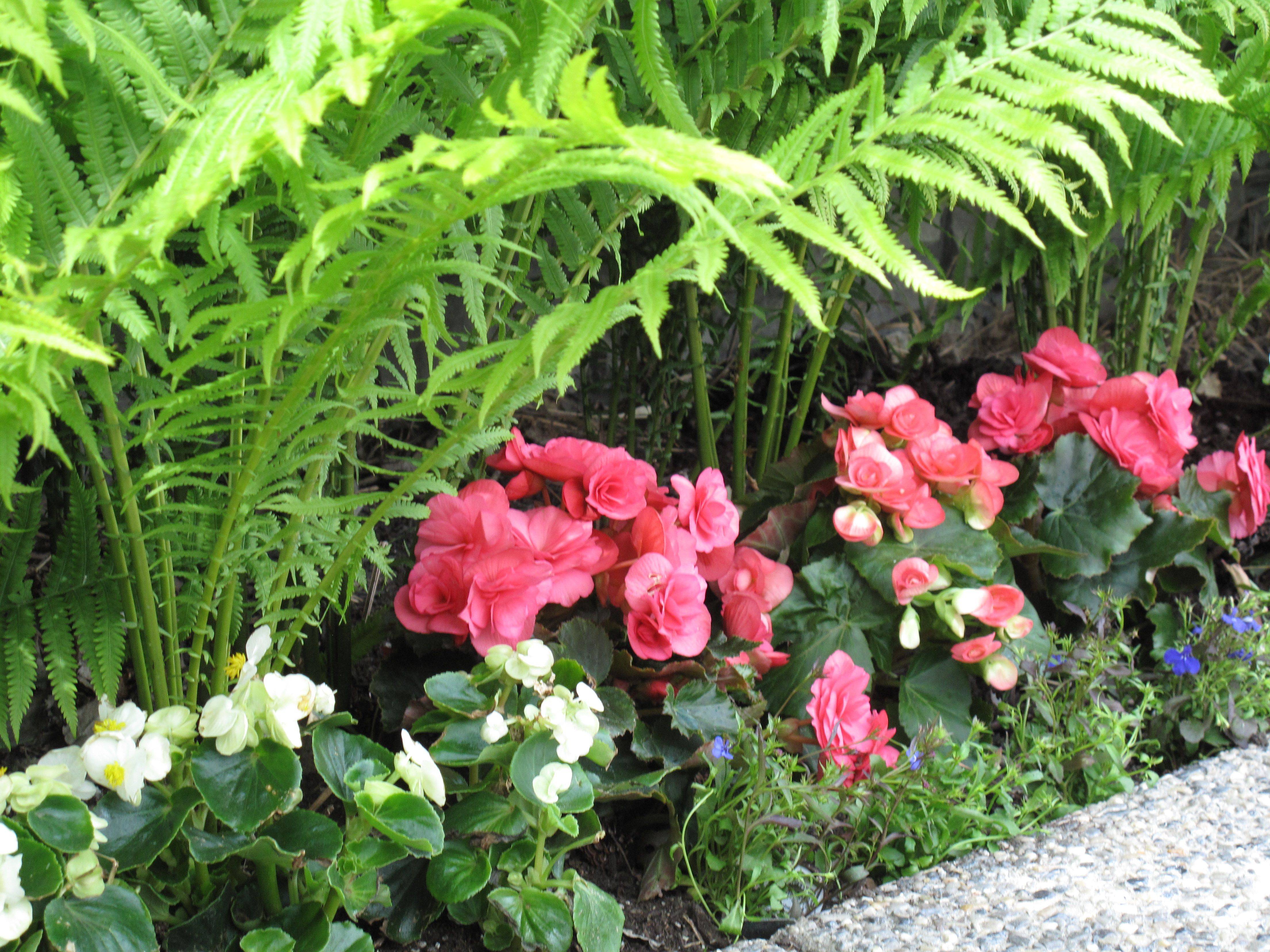20 North Facing Perennial Garden Plants Ideas To Consider SharonSable