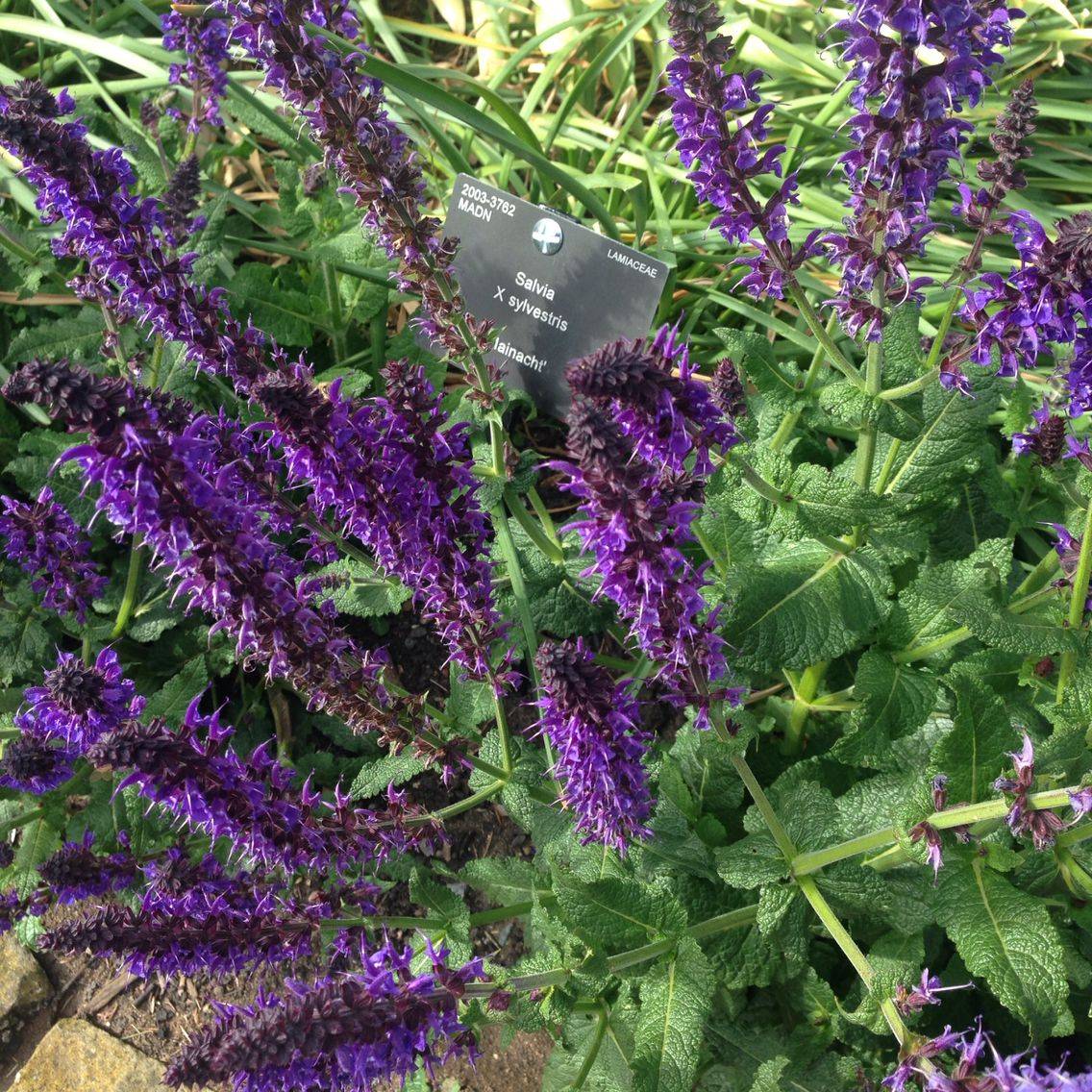 20 North Facing Perennial Garden Plants Ideas To Consider SharonSable