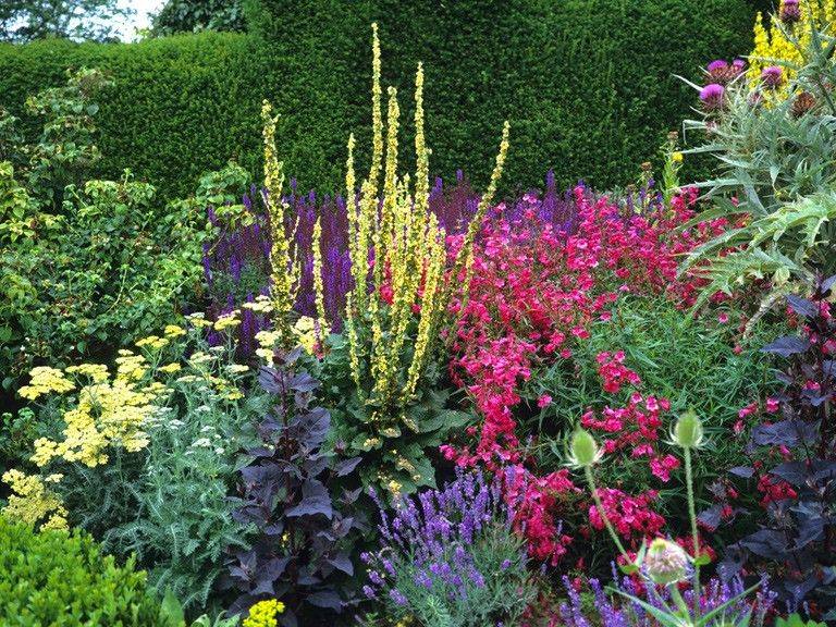 20 North Facing Perennial Garden Plants Ideas To Consider SharonSable