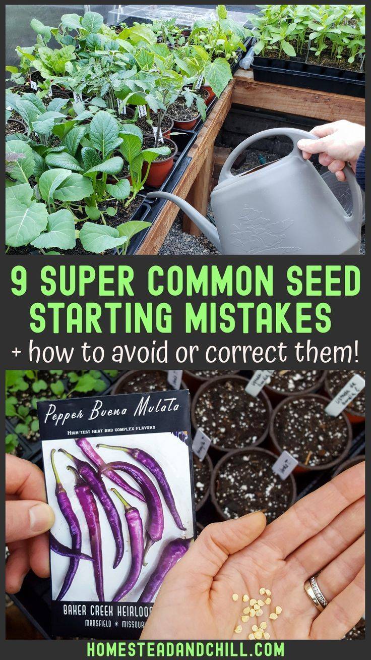 Gardening Tips