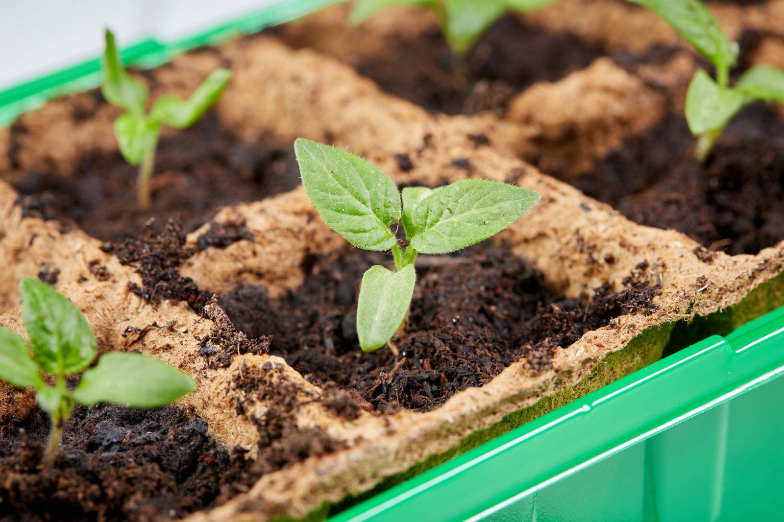The Complete Growing Kit