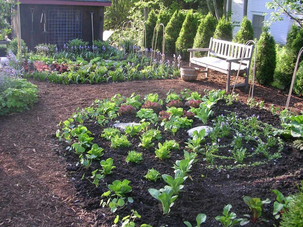 Backyard Edible Garden Ideas Photograph Edible Landscaping
