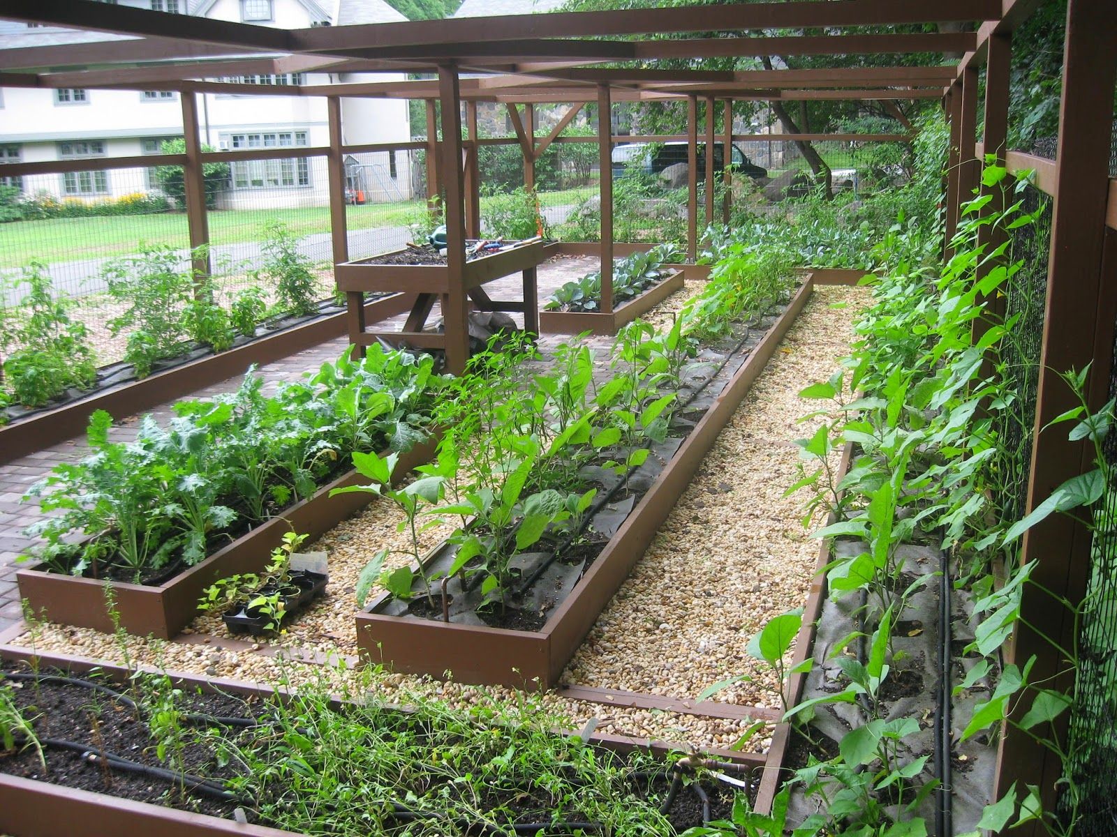 Growing Vegetables