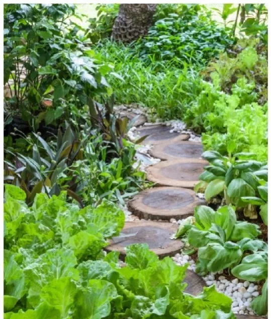 Edible Garden Ideas