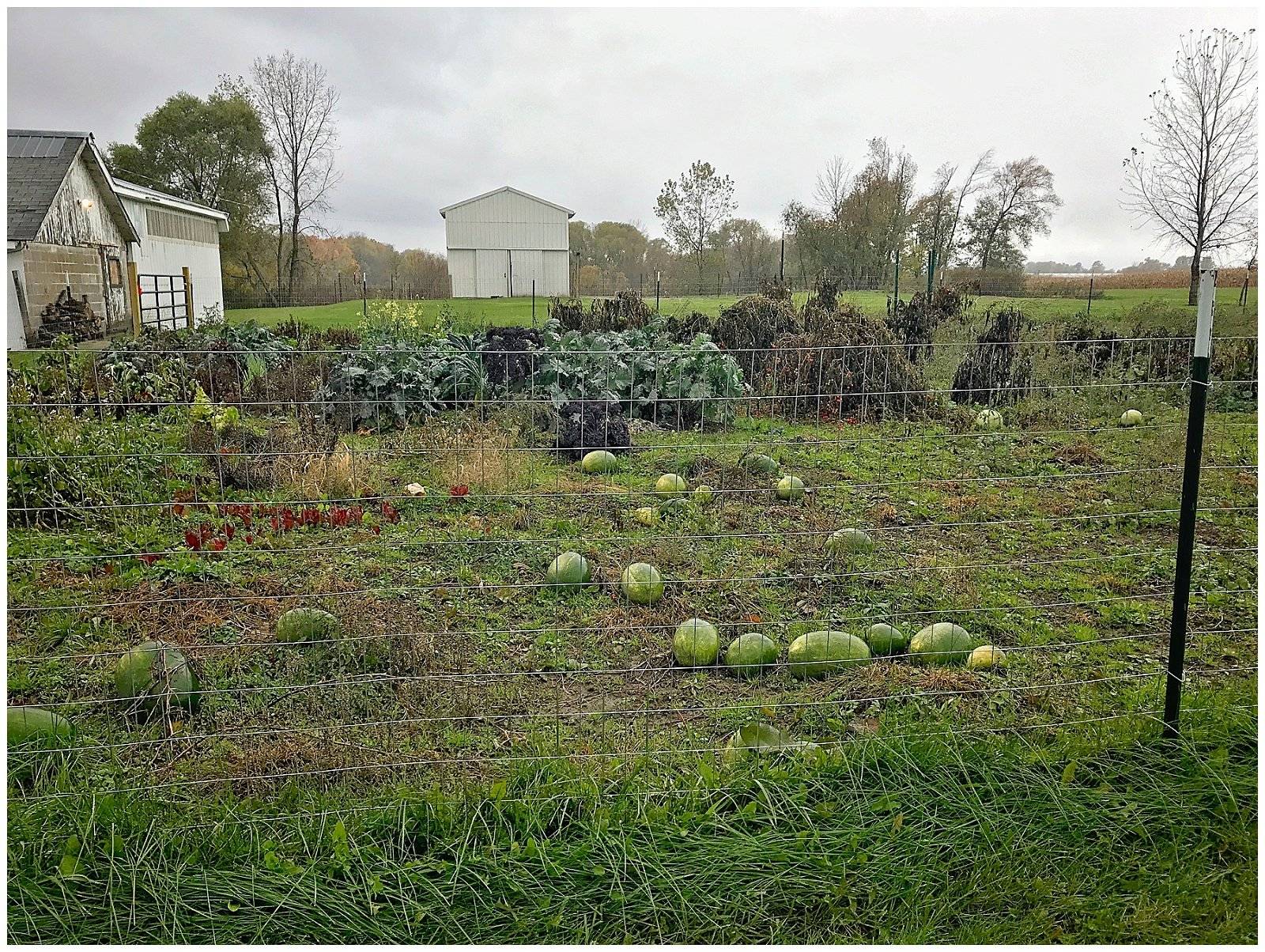 Our Homestead Homesteading