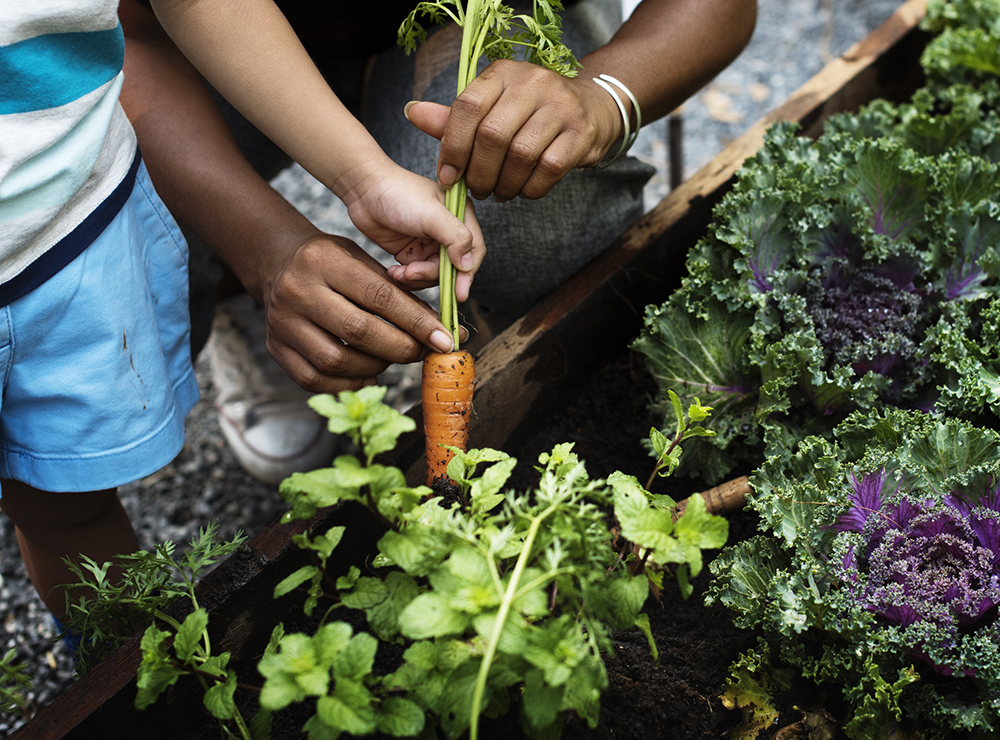 A Raised Bed Garden