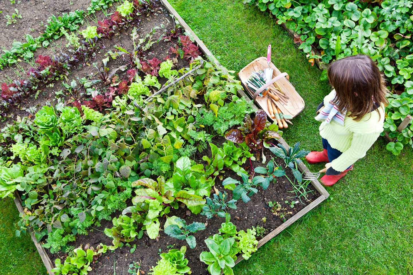 A Vegetable Garden