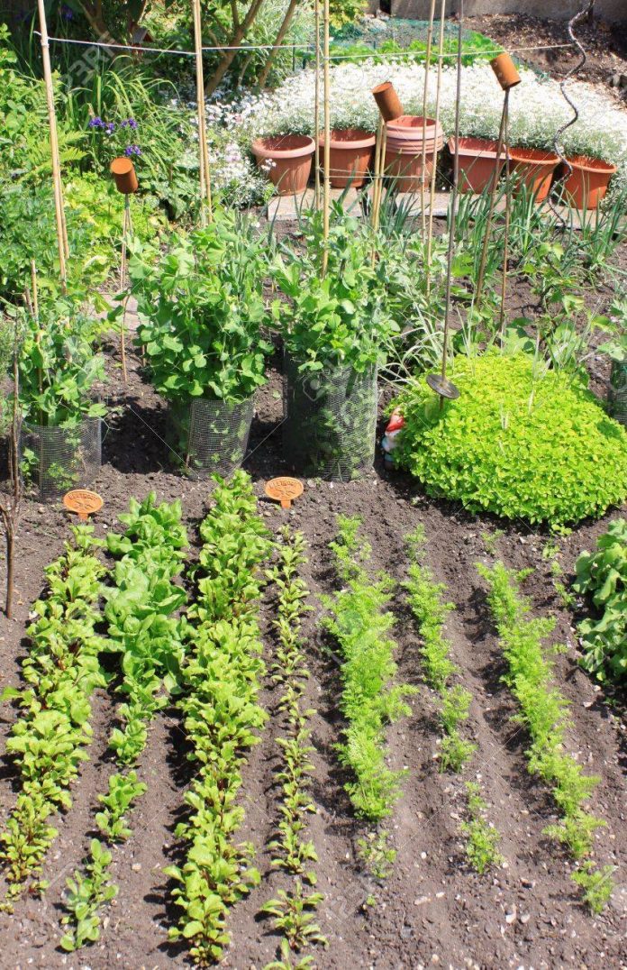The Vegetable Garden Plot
