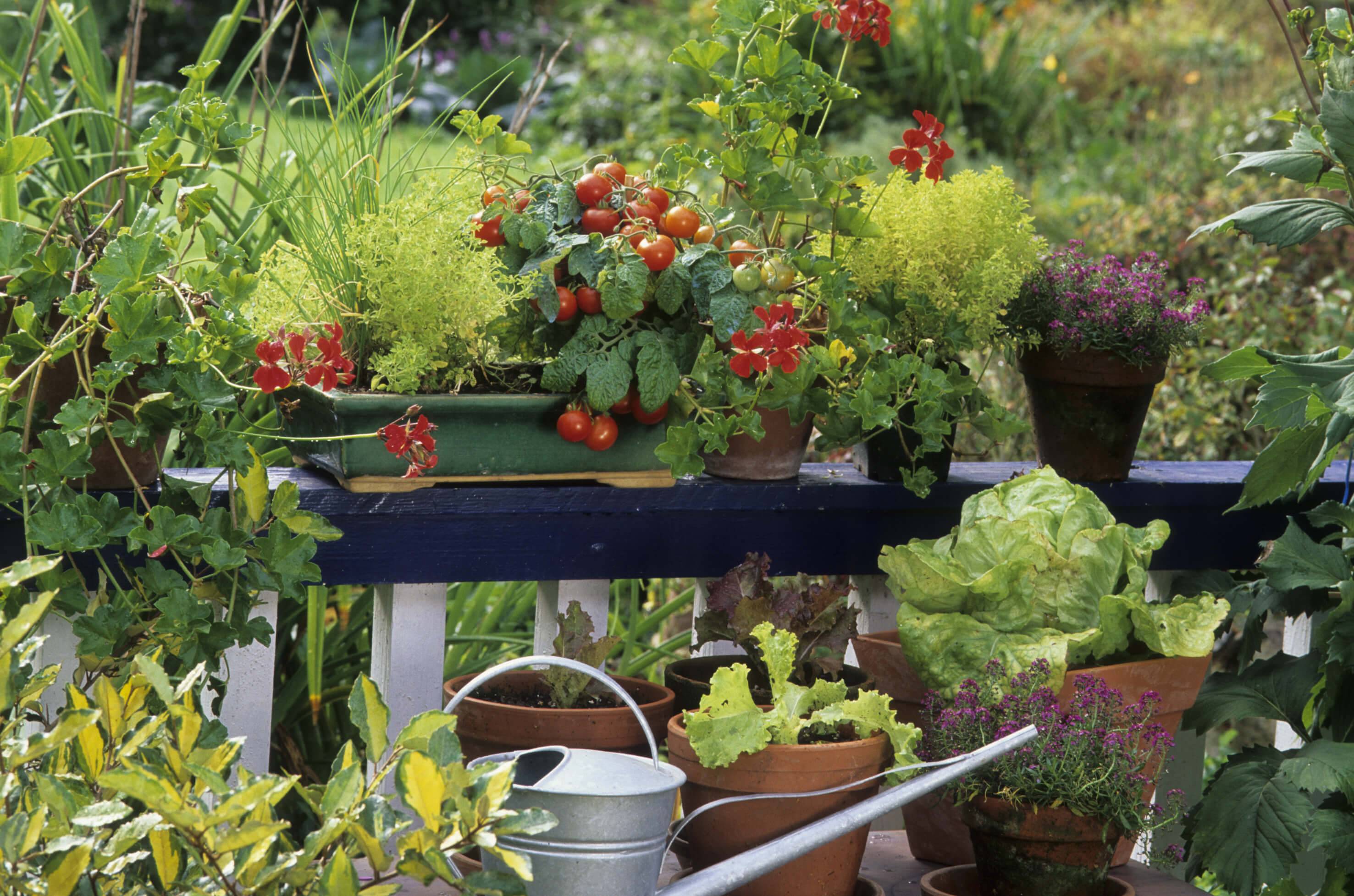 Your Own Vegetable Garden