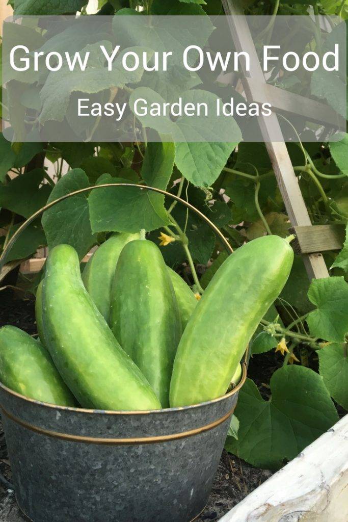 Your Own Vegetables