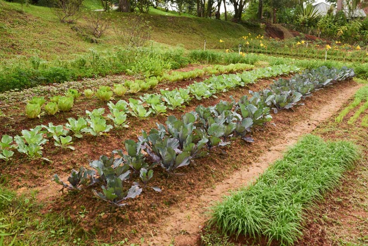 Square Foot Gardening Layout