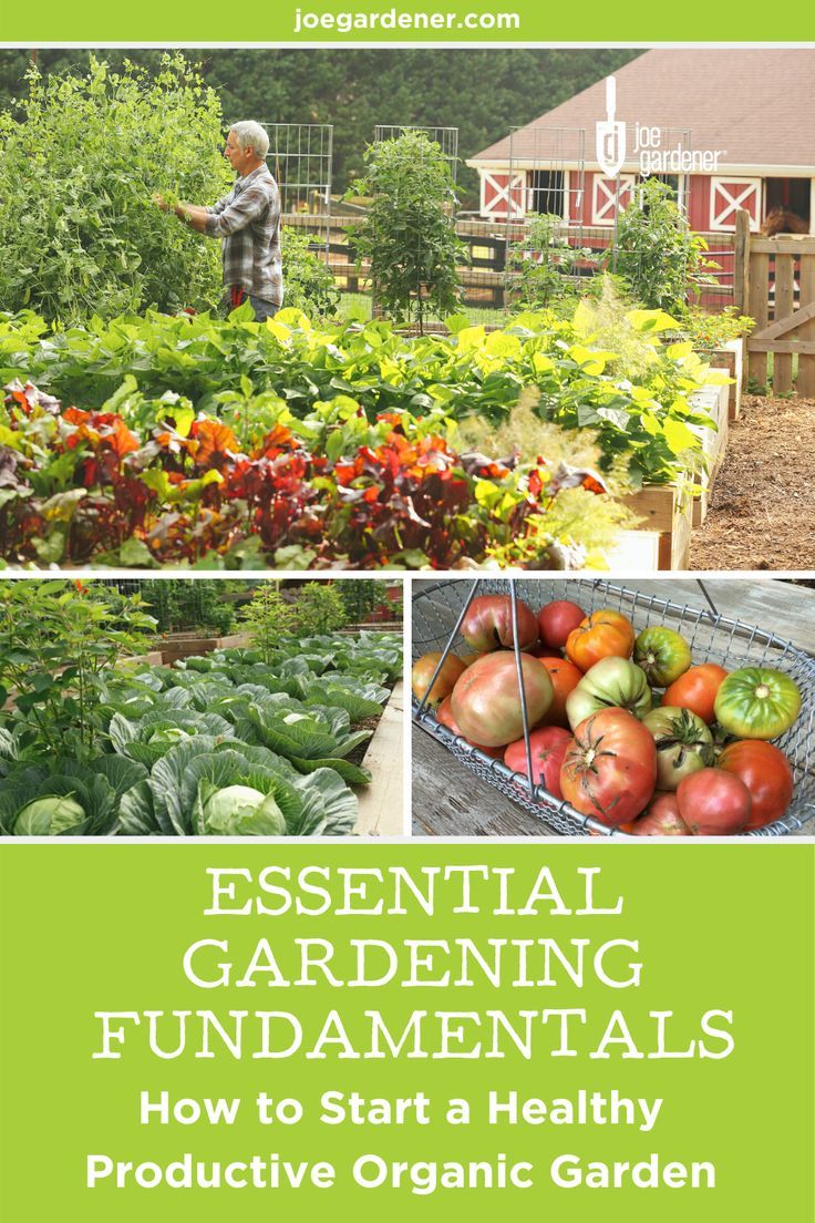 Your Own Veggie Patch Southern Living