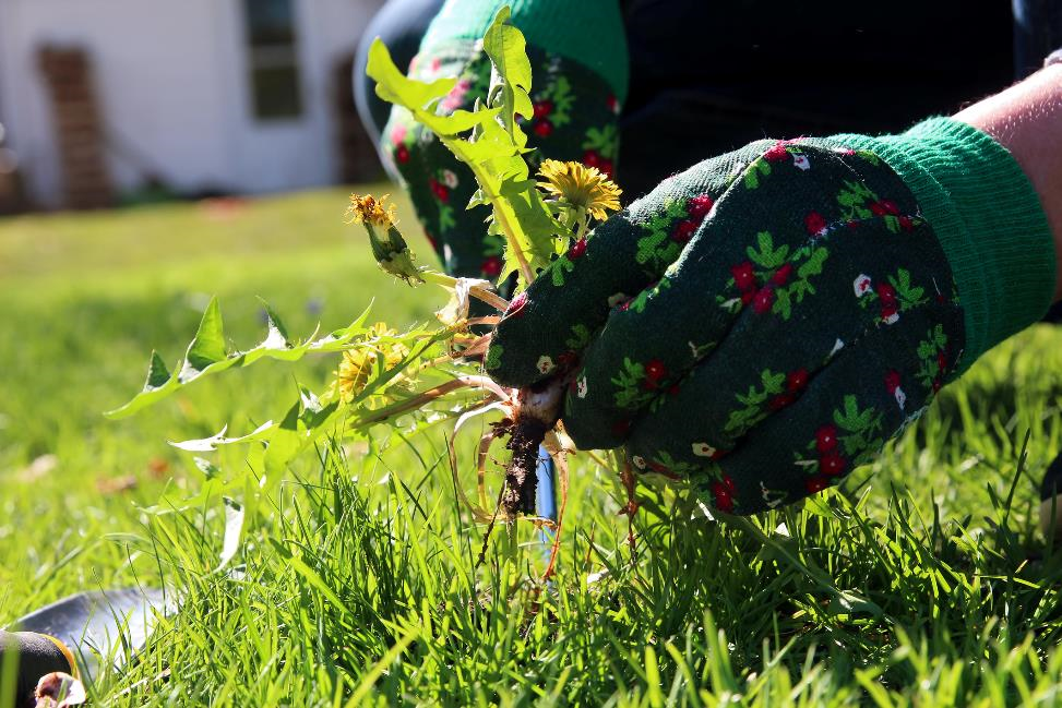 Ways To Clear A Garden Full Of Weeds