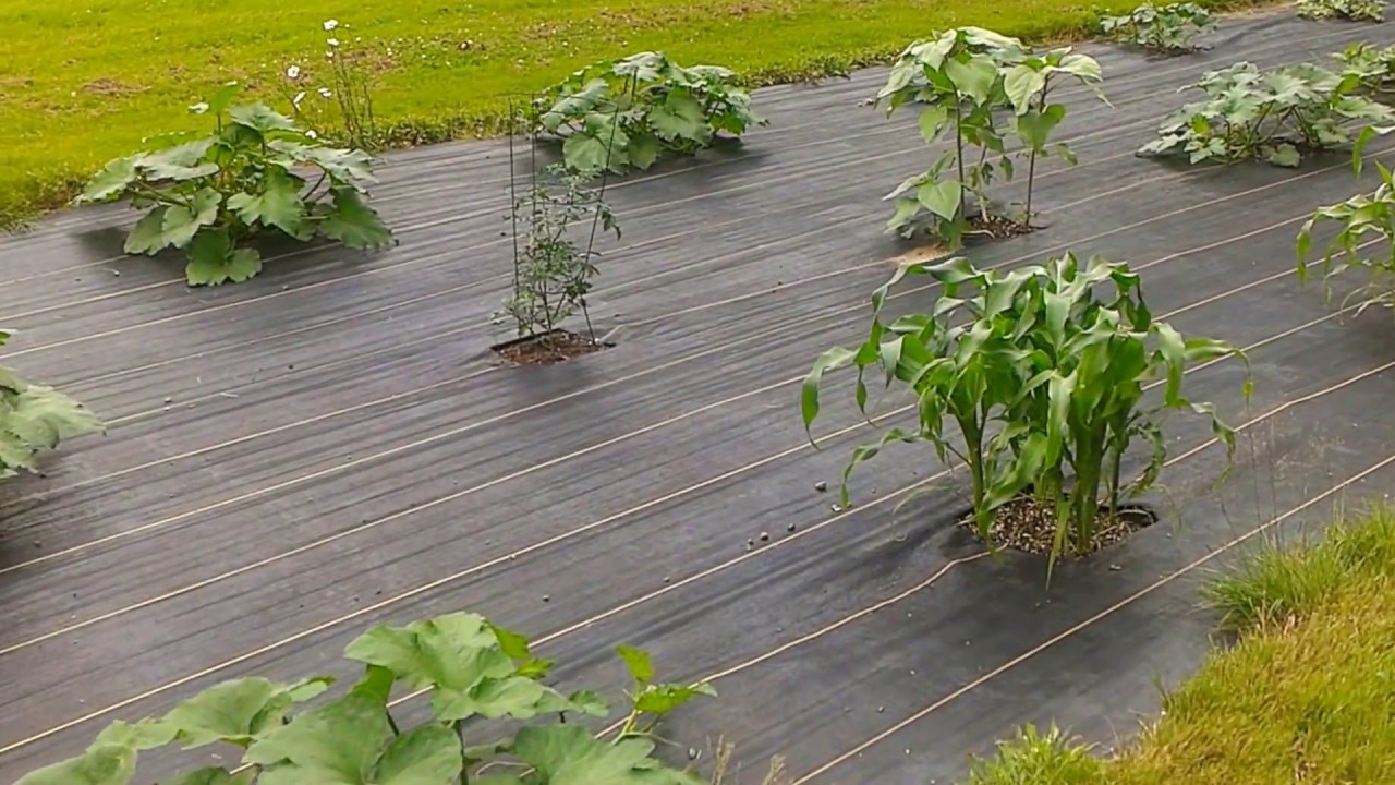 Best Garden Weeds Ideas