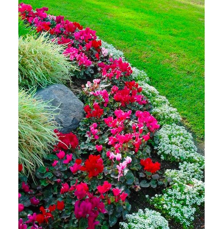 Vegetable Garden Layout Gardening Flowers
