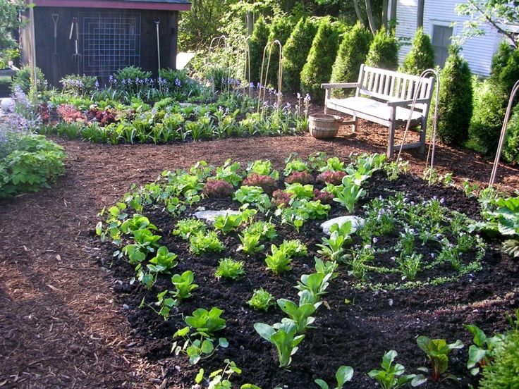 Small Edible Garden Ideas
