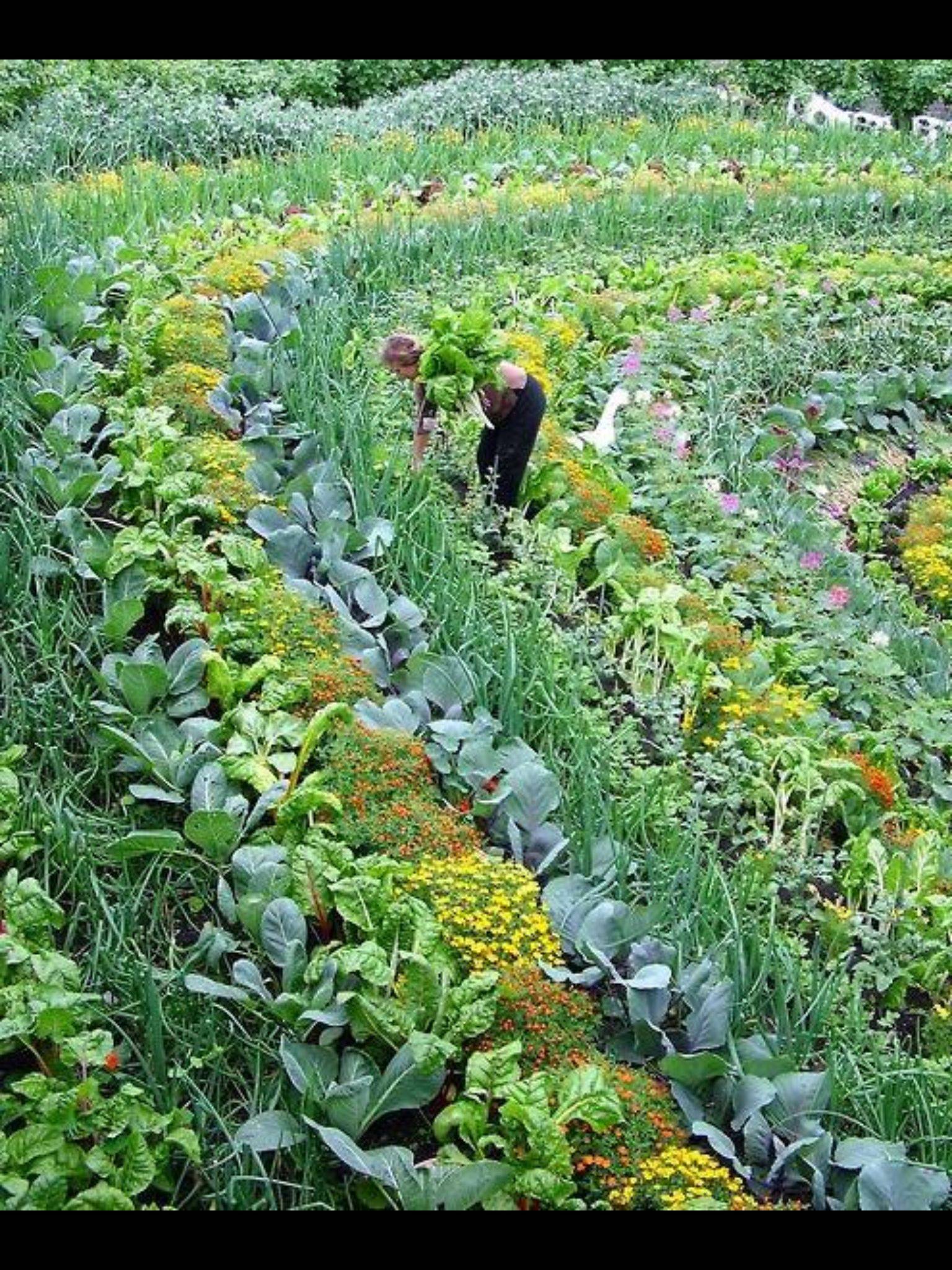 Permaculture Kitchen Garden Jardin Potager