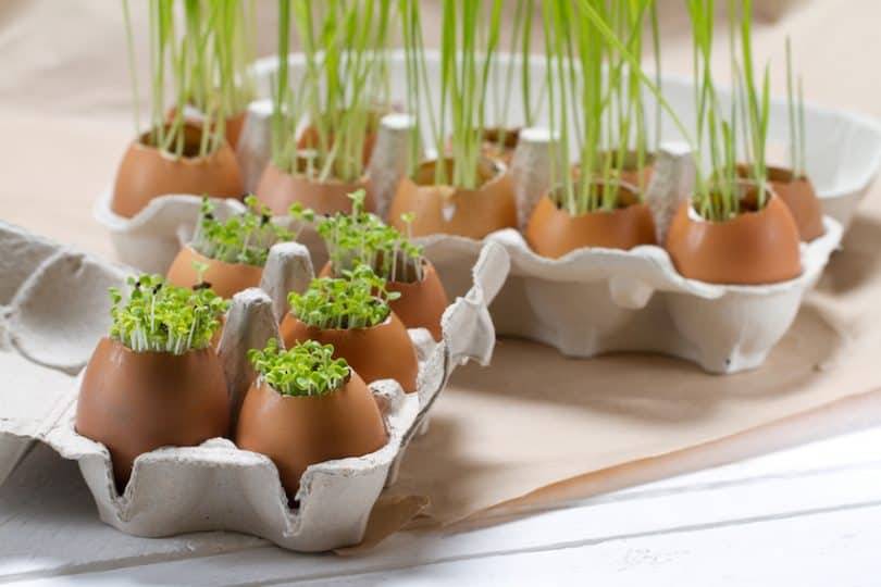 Lastminute Mothers Day Gardening Gift Ideas