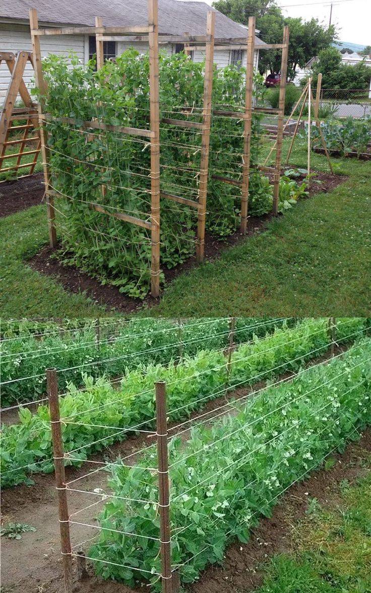 Easy Diy Cucumber Trellis Ideas