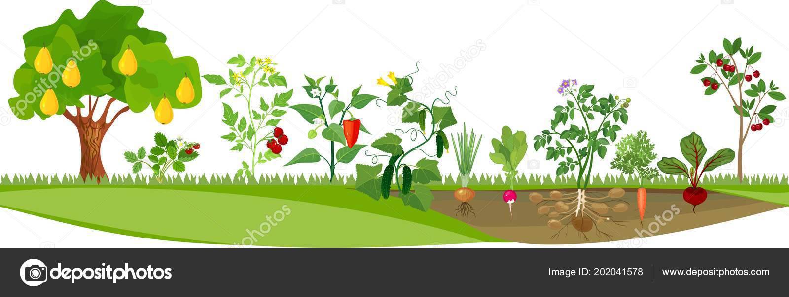 Different Vegetables